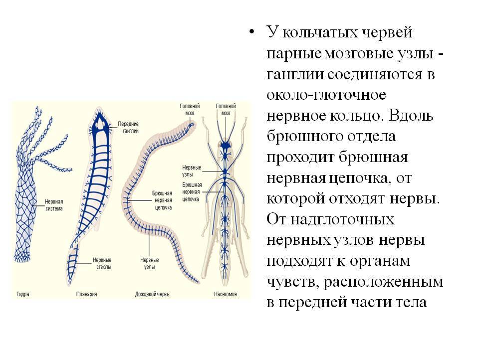 Даркнет каталог